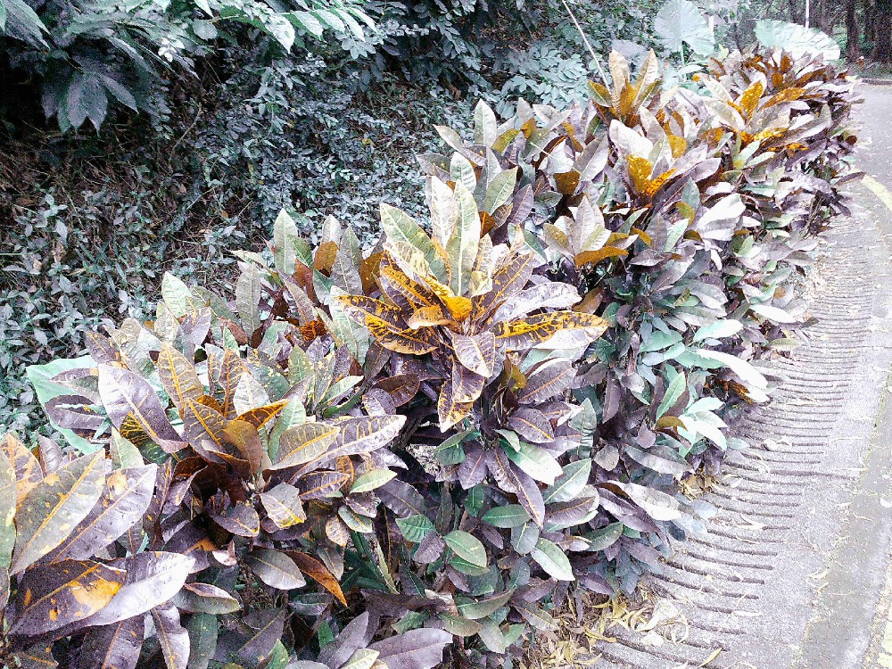 沉默森林